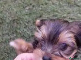 Yorkshire Terrier dogs last available Yorkshire Terrier boy - Advert 8