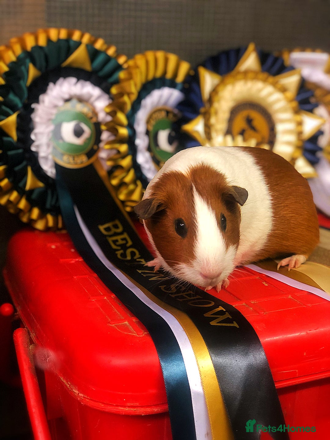 Gallery Image {{count}}