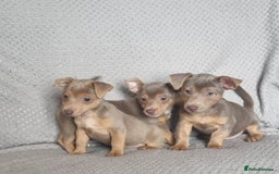 Jack Russell dogs for sale: Miniature jack Russell's only 3 available now - Image 23
