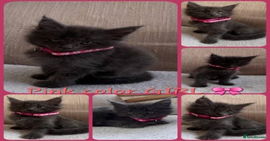 Maine Coon cats - Advert 15