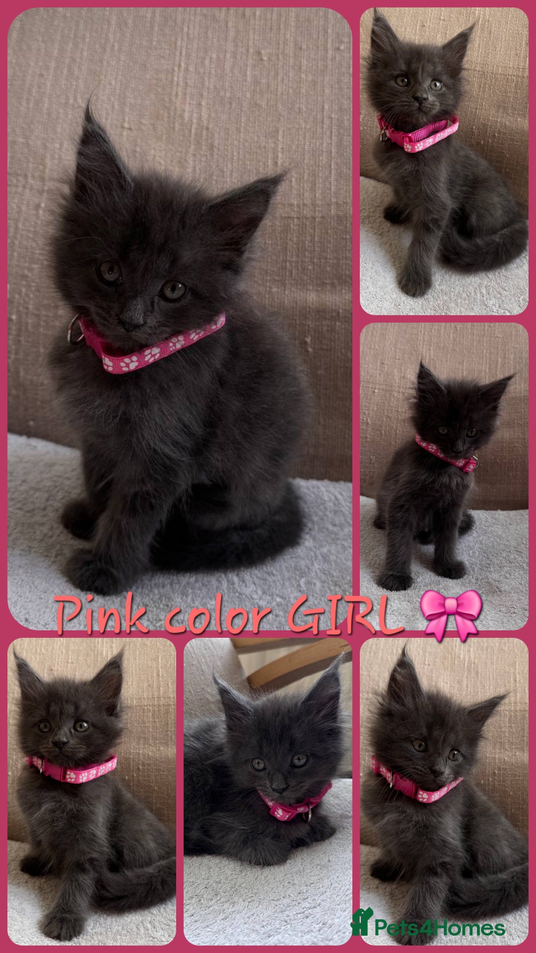 Maine Coon cats for sale: Upcoming Pedigree MaineCoonLitterReservations Open - Advert 15