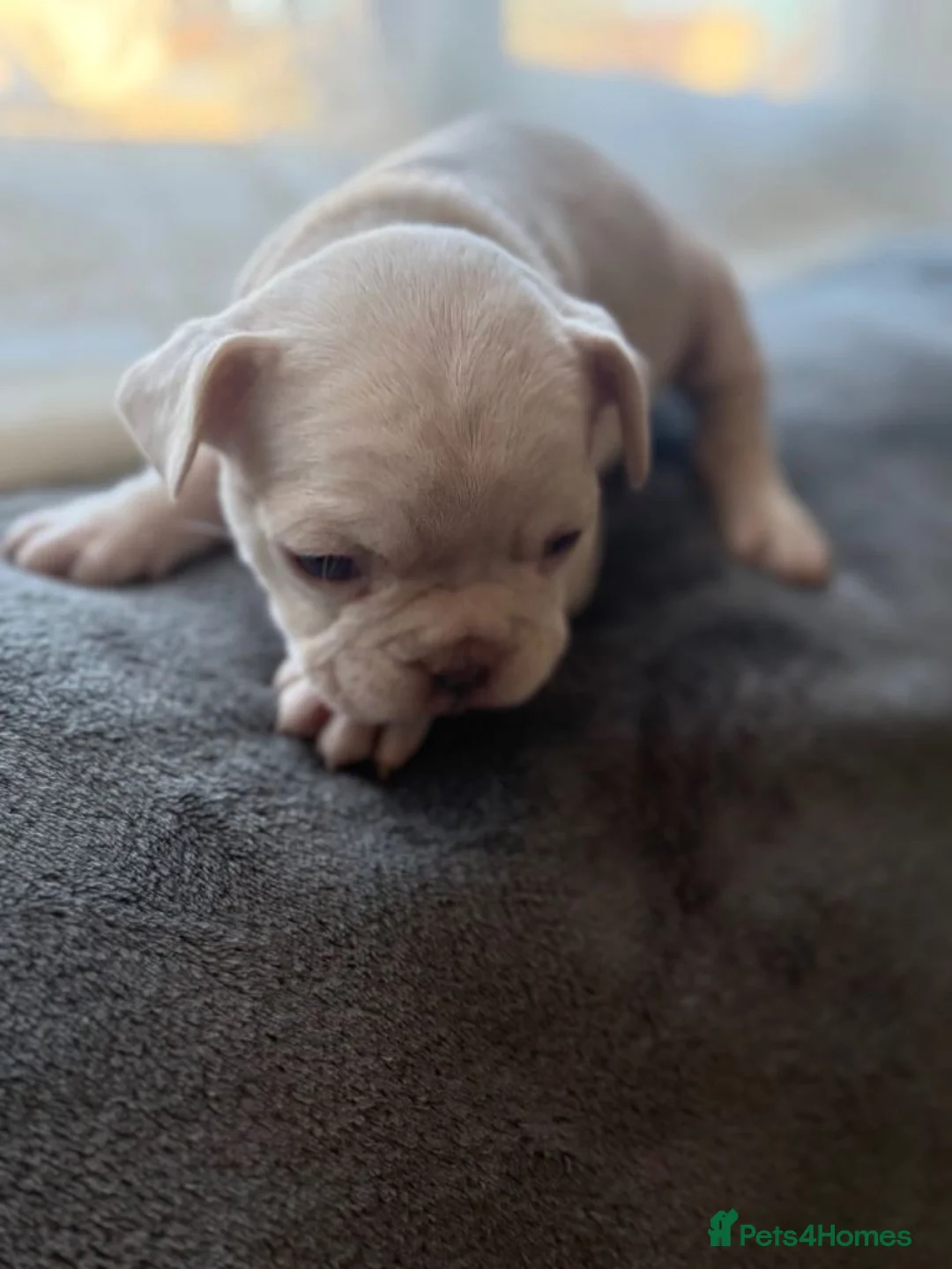 French Bulldog dogs for sale: Stunning French Bulldog Puppies in London - Advert 6