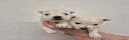 West Highland Terrier dogs for sale: West Highland Puppies - Advert 2