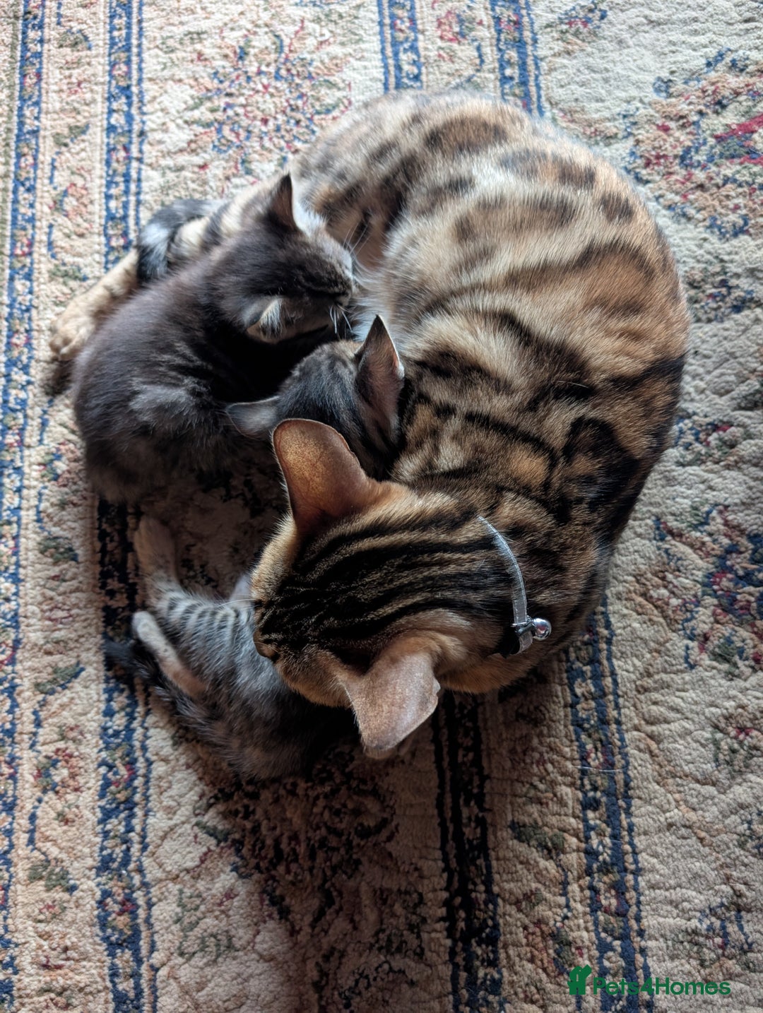Bengal cats for sale: Bengal X - Image 6