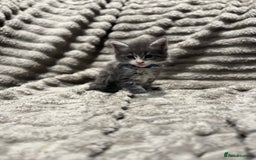 Maine Coon cats for sale: Mainecoon full pedigree kittens - Advert 6