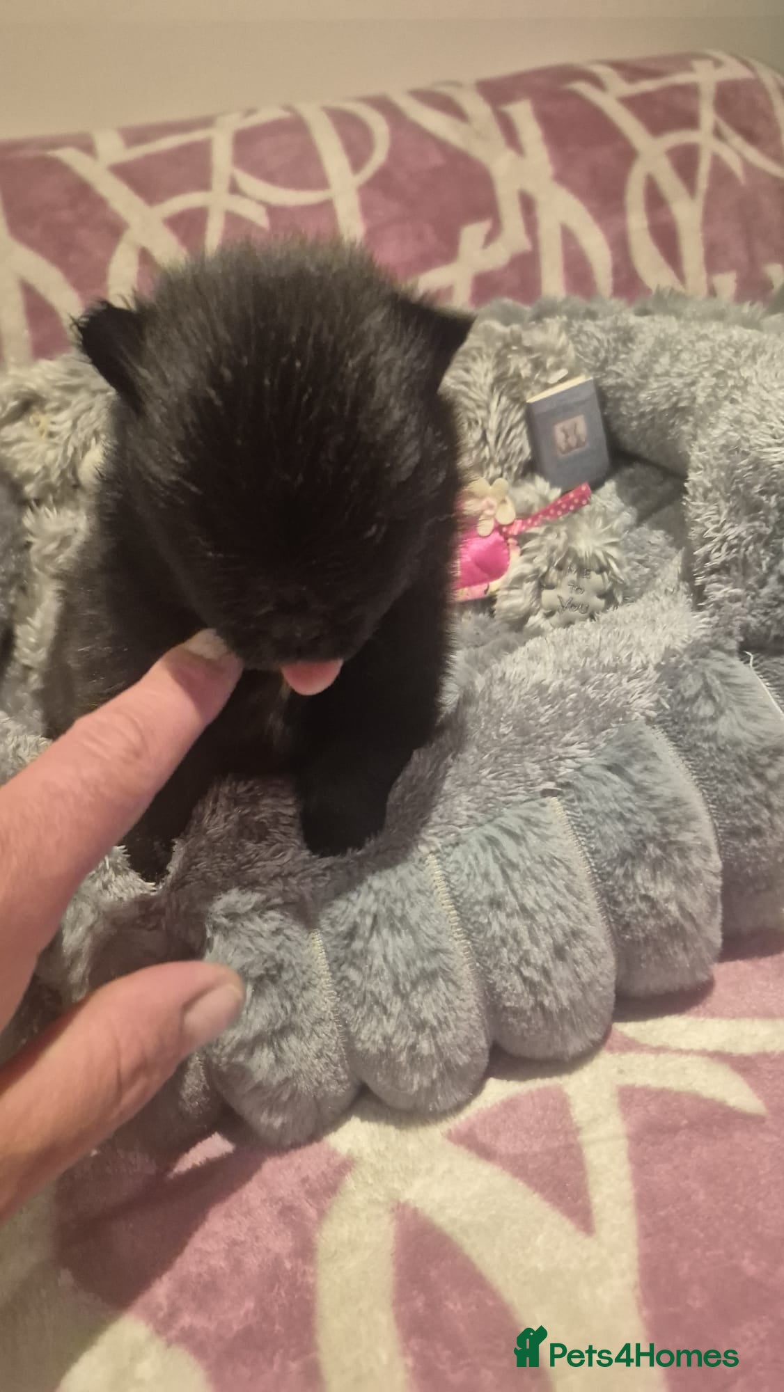 Pomeranian dogs for sale: Mini pomeranian puppies excel Russian bloodlines - Advert 24