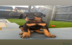 Dobermann dogs for sale: Doberman puppies - Image 3