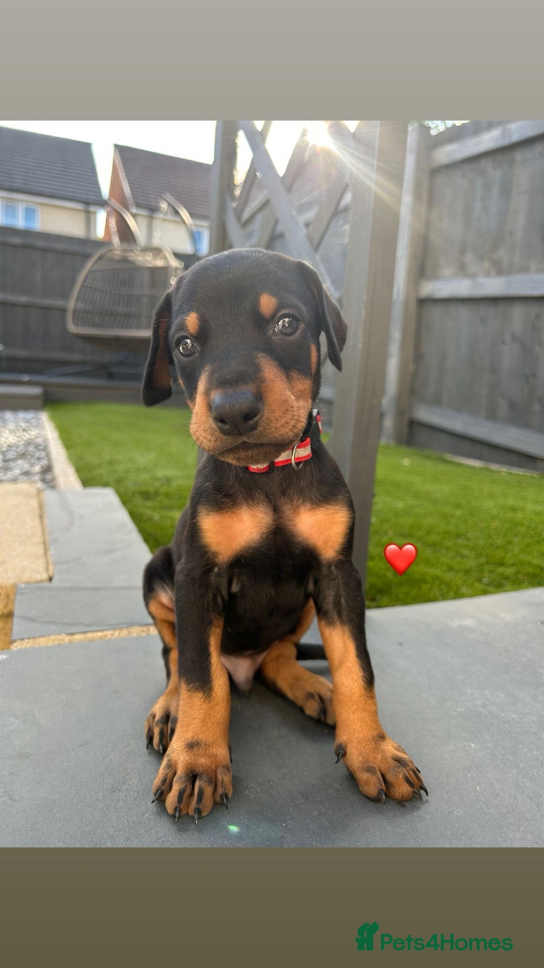 Dobermann dogs for sale: Doberman puppies - Image 3