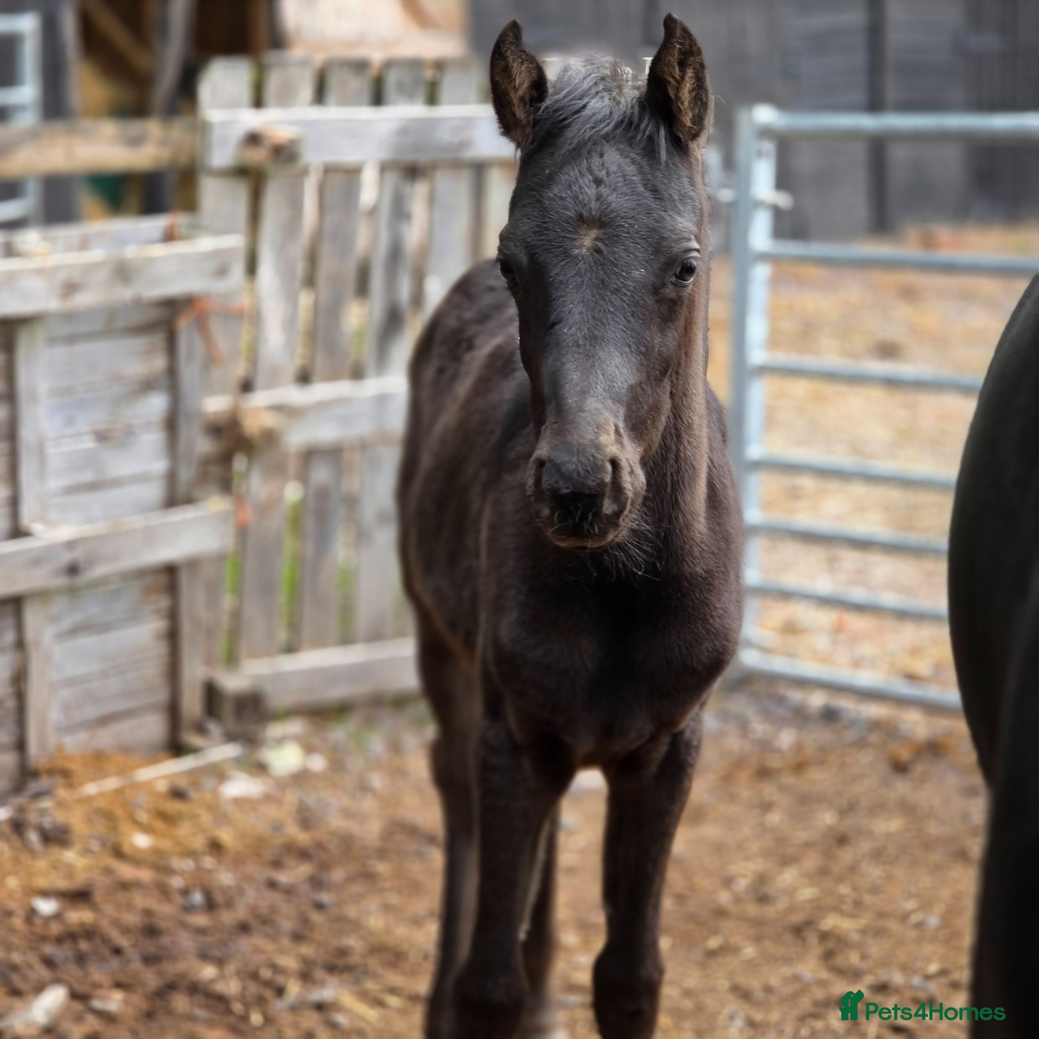 Arabian horse horses READY to Reserved ! REGISTERED BLACK ARAB COLT  - Advert 13