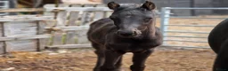 Arabian horse horses for sale: READY to Reserved ! REGISTERED BLACK ARAB COLT  - Advert 1