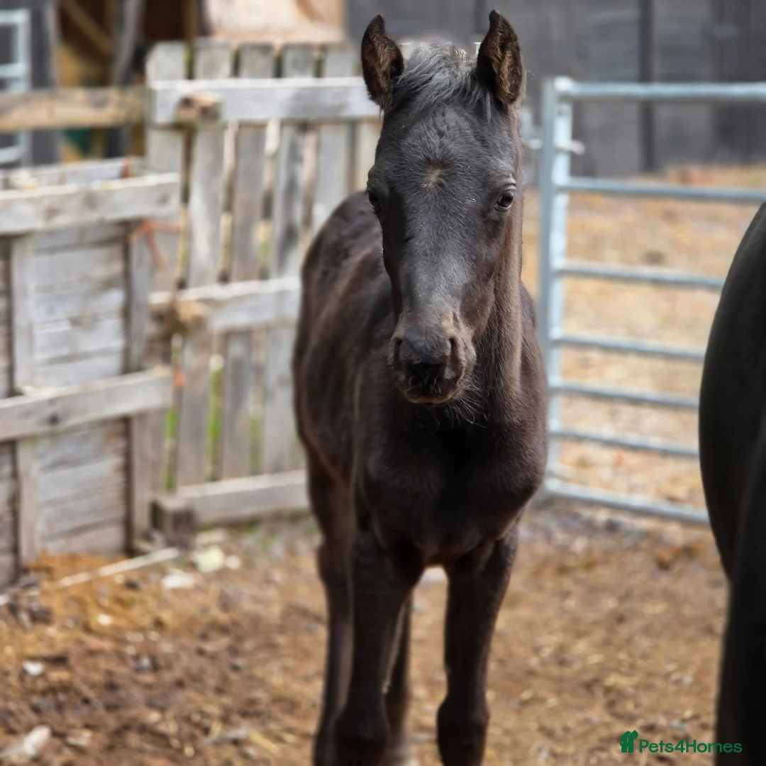 Arabian horse horses for sale: READY to Reserved ! REGISTERED BLACK ARAB COLT  - Advert 1
