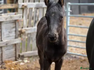 Arabian horse horses Reserved ! REGISTERED BLACK ARAB COLT - Advert 13