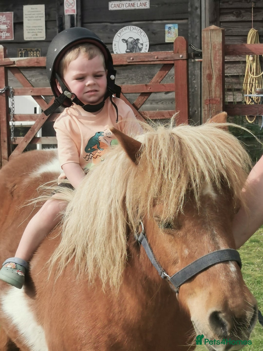 Shetland pony horses for sale: 2 frendly loved shtland felabella, and Shetland  - Image 10