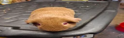 Guinea Pig rodents for sale: Male and female baby guinea pigs for sale - Advert 14
