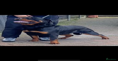 Rottweiler dogs - Advert 12