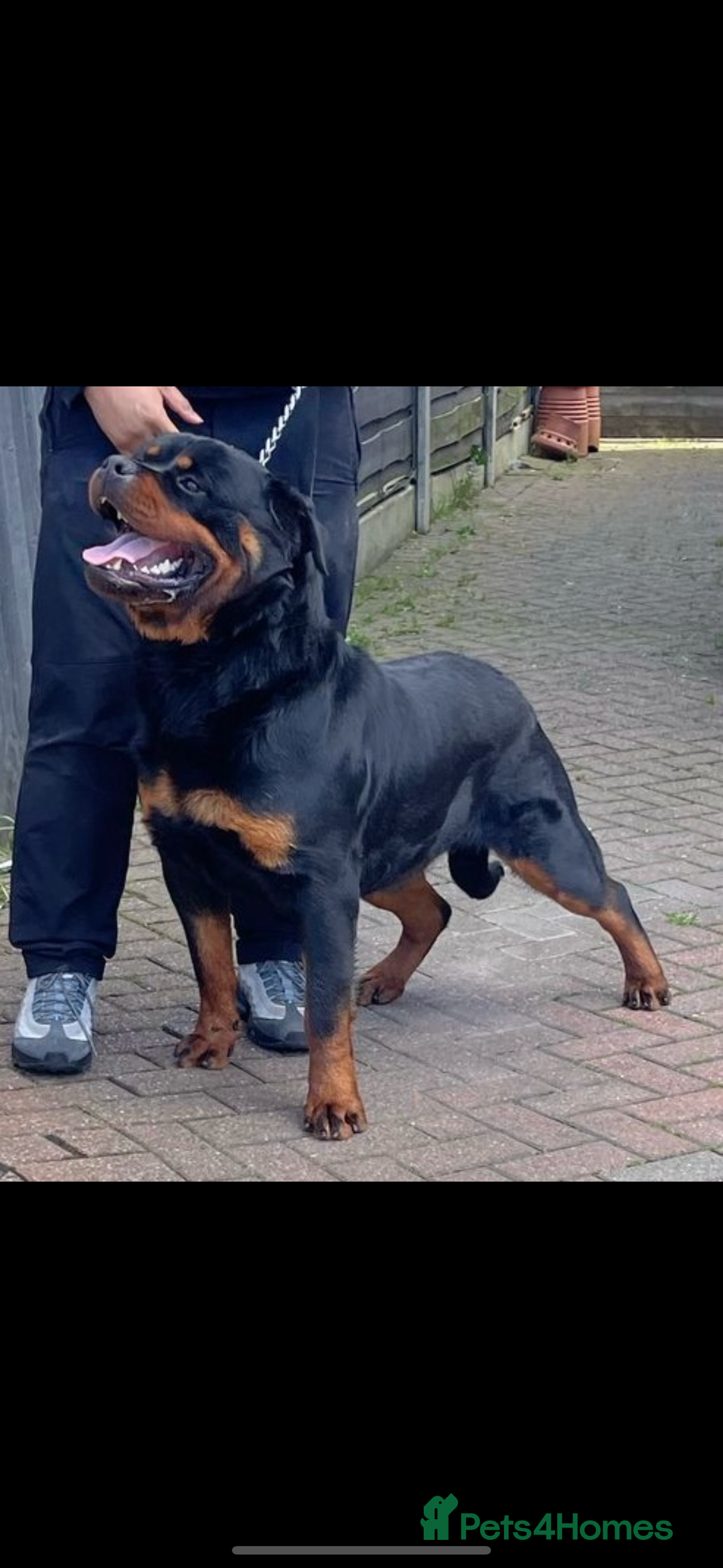 Rottweiler dogs for sale: Stunning KC Registered Rottweiler Puppies  - Image 2