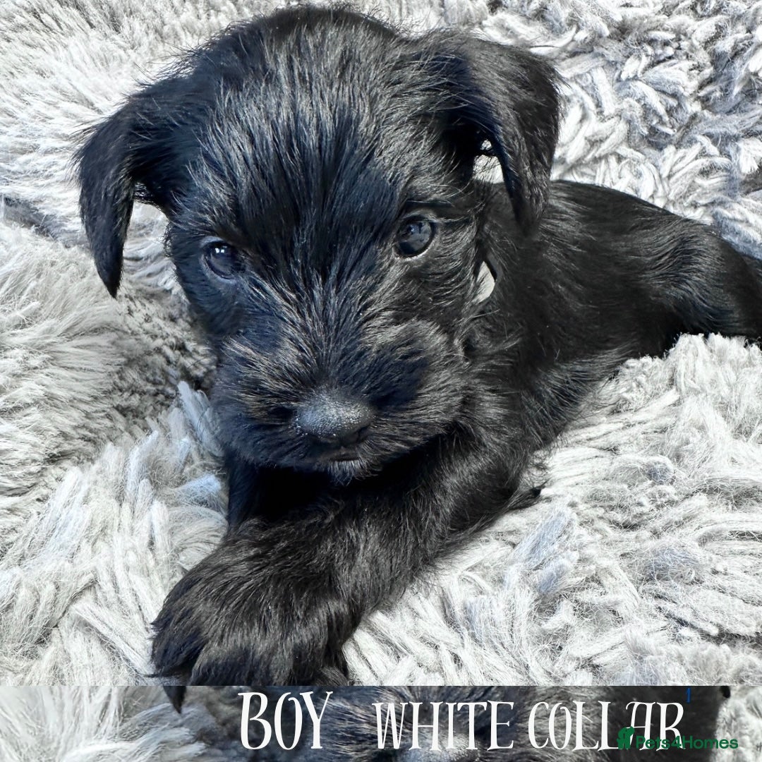 Miniature Schnauzer dogs for sale: Miniature Schnauzer puppies  - Advert 7