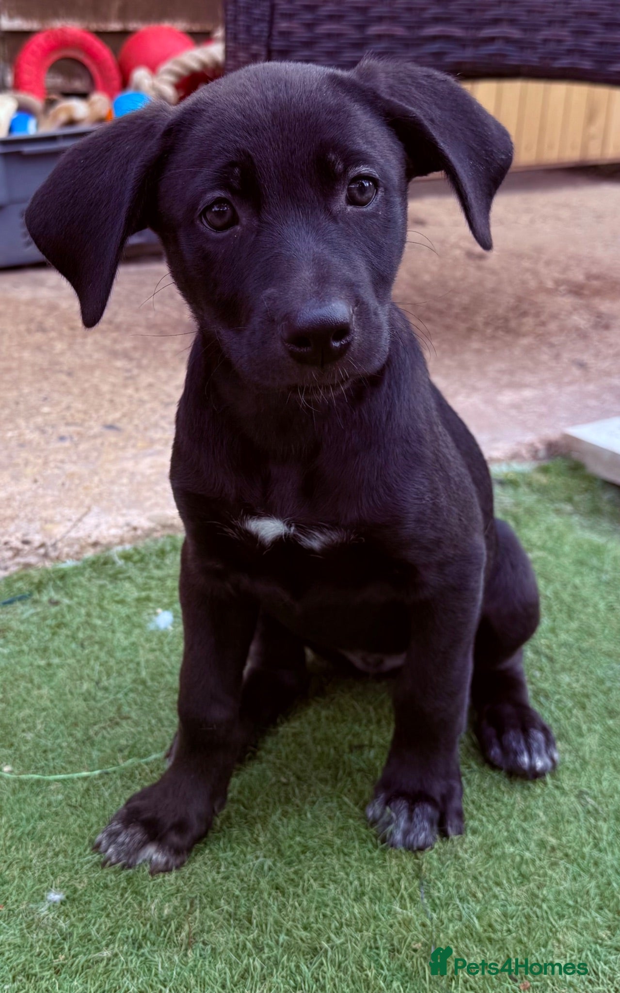 Mixed Breed dogs ReadyNow🏡Siberian Shepsky x Weimaraner Pups ❤️ - Advert 2
