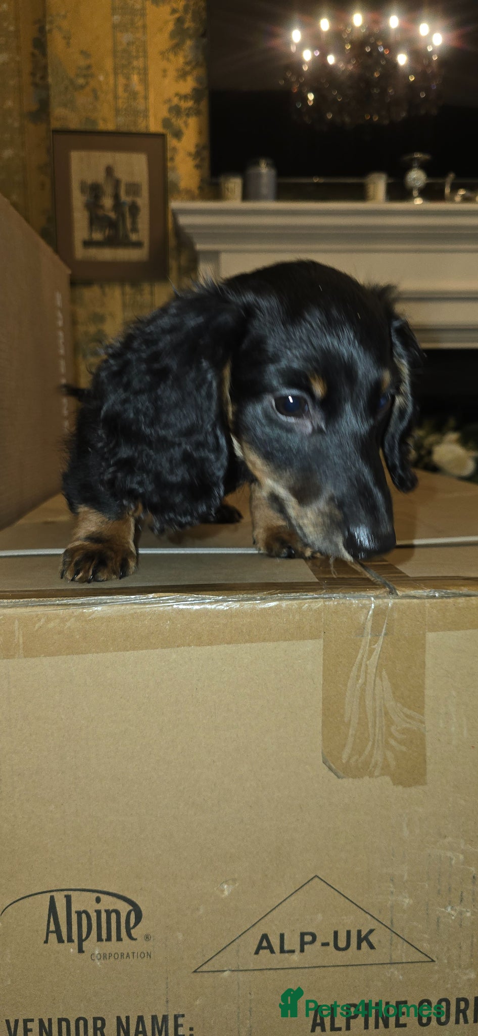 Miniature Dachshund dogs Miniature Dashound 5 STAR QUALITY LONGHAIR & SHORT - Advert 12