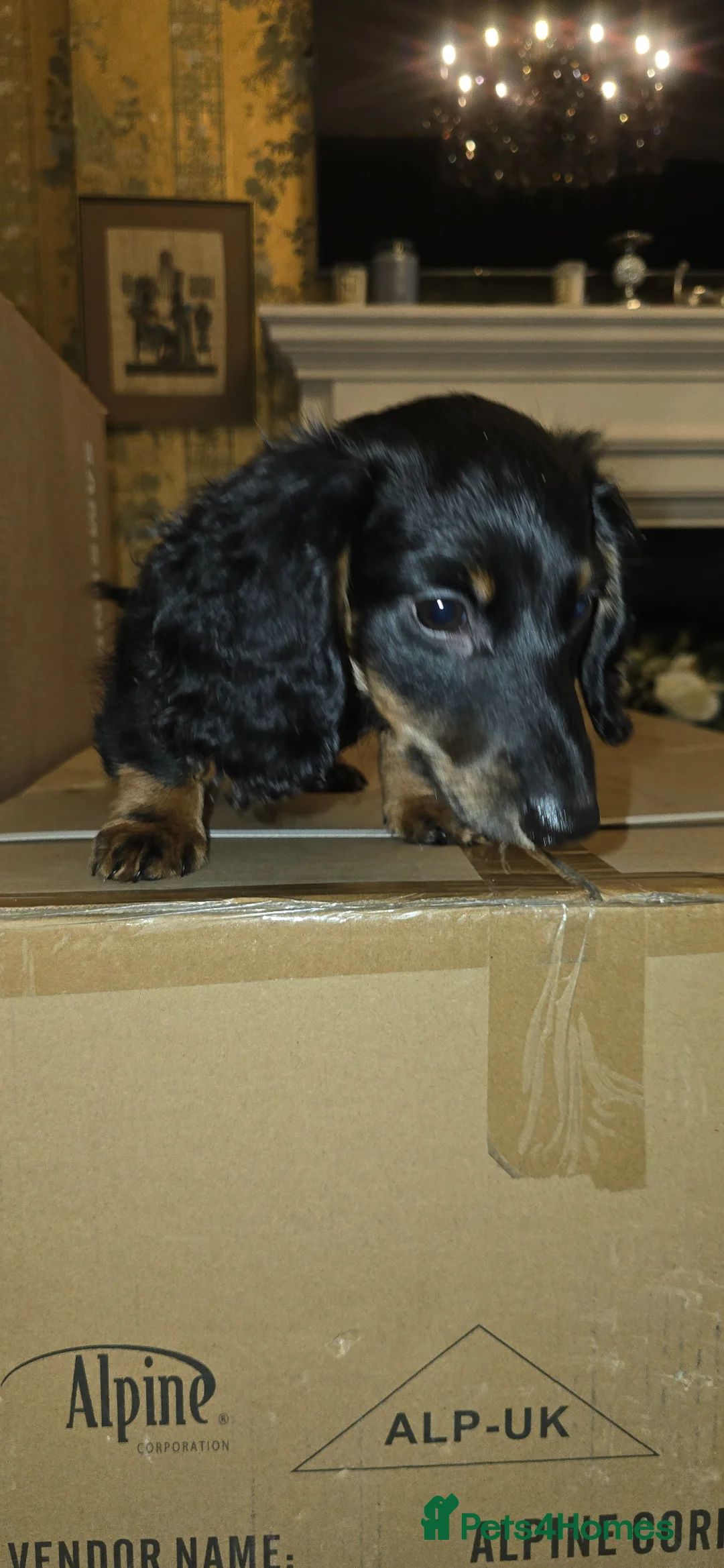 Miniature Dachshund dogs for sale: Miniature Dashound 5 STAR QUALITY LONGHAIR & SHORT - Advert 2