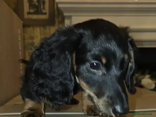 Miniature Dachshund dogs Miniature Dashound 5 STAR QUALITY LONGHAIR & SHORT - Advert 12