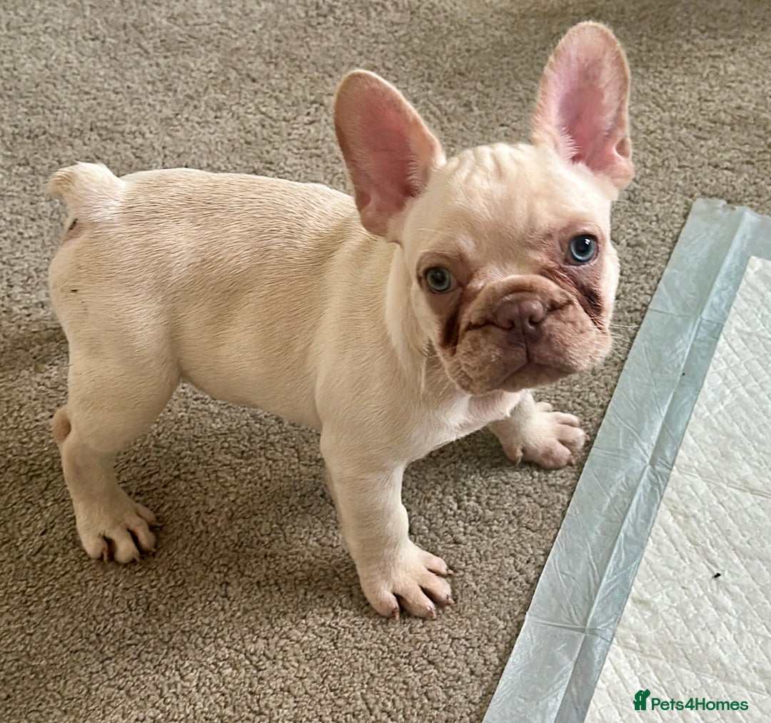 French Bulldog dogs for sale: READY NOW!! KC registered French bulldogs - Image 28