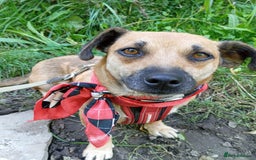 Mixed Breed dogs for adoption: 💖🐶 BONNY 🐶💖 - Image 10