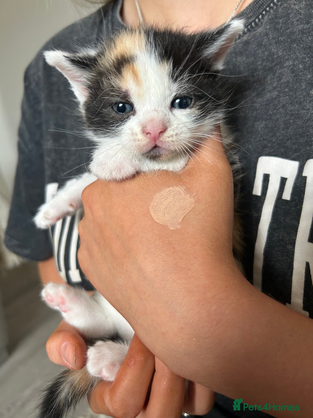 Mixed Breed cats for sale: 4 Beautiful fluffy kittens  - Image 5
