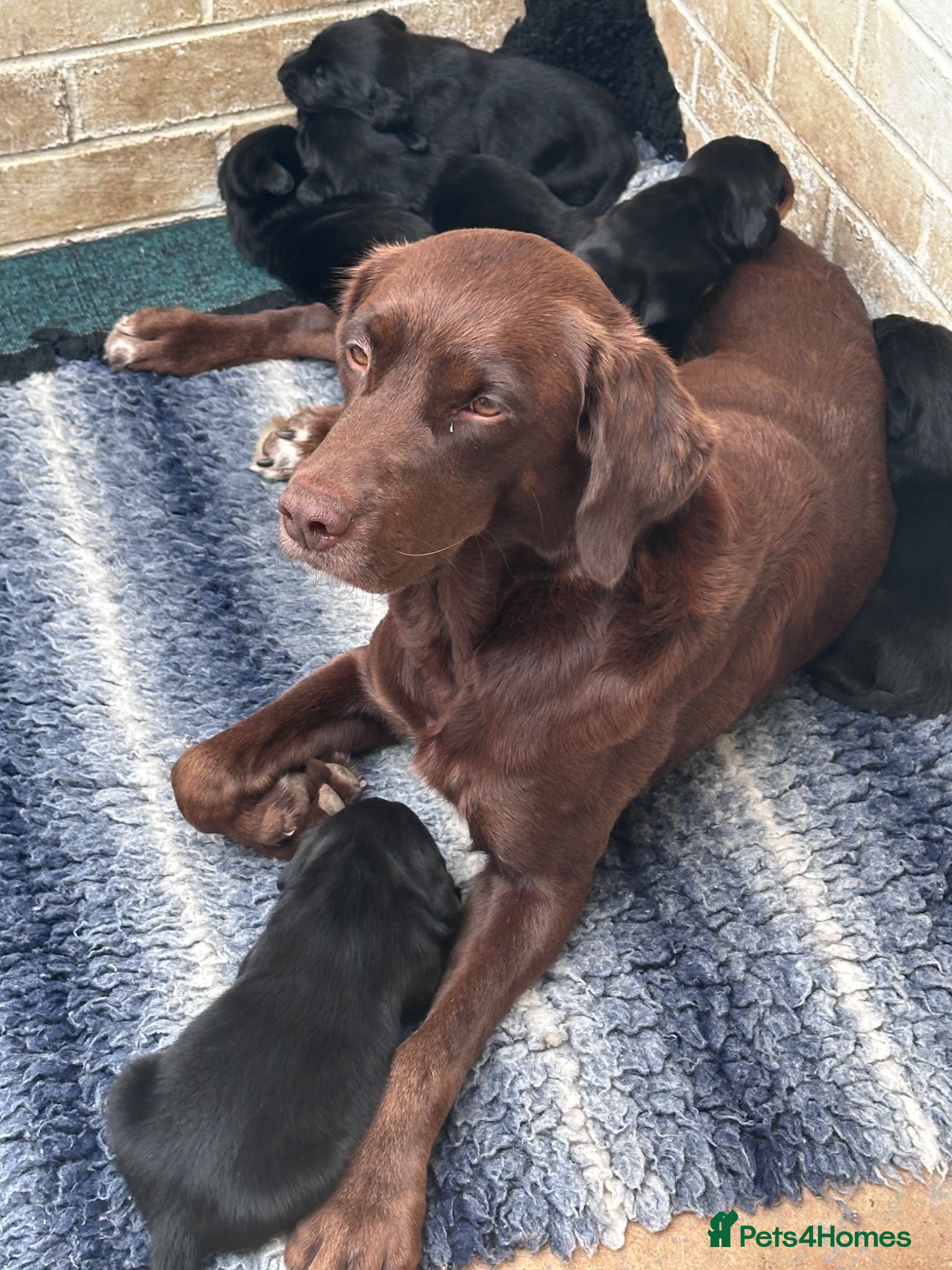 Mixed Breed dogs Labrador Spring crossed pups - Advert 20