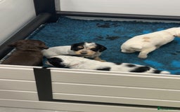 Cocker Spaniel dogs for sale: READY FOR NEW HOMES CAN LEAVE homes health tested  - Image 6