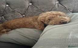 Cockapoo dogs for sale: Cockapoo F1 - Image 2