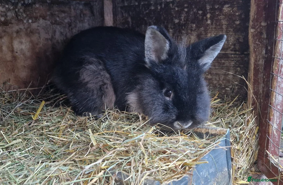 Lionhead rabbits for sale: Lovely, young, affectionate, friendly lionhead boy - Advert 11