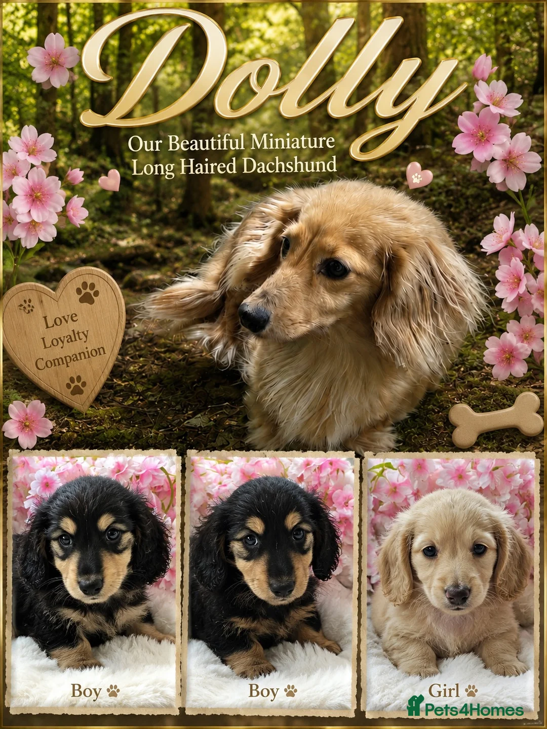 Dachshund dogs for sale: Miniture long haired dushounds puppy’s - Advert 1