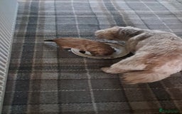 Zuchon dogs for sale: Zuchon pupp - Image 15