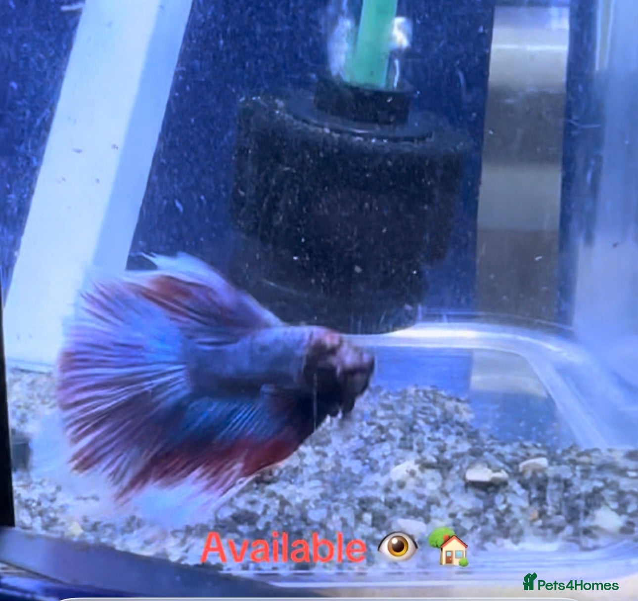 Bettas fish Male Betta  - Advert 12
