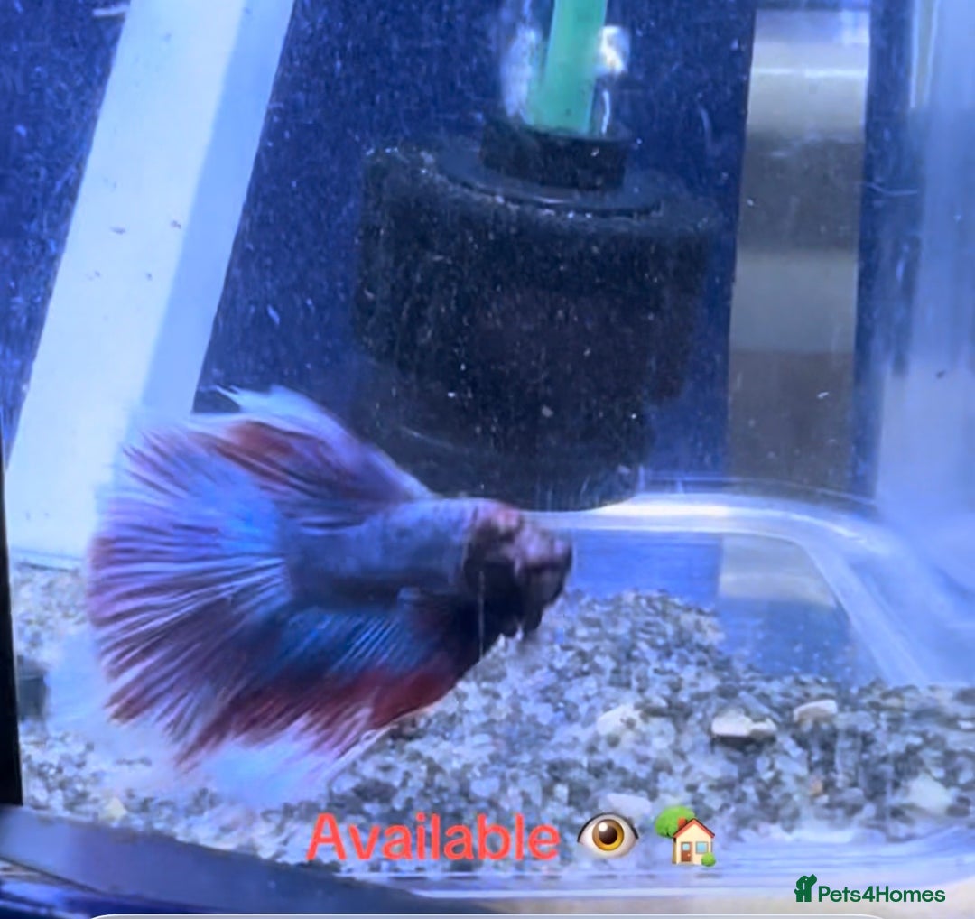 Bettas fish for sale: Male Betta  - Advert 1