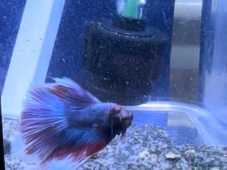 Bettas fish Male Betta - Advert 3