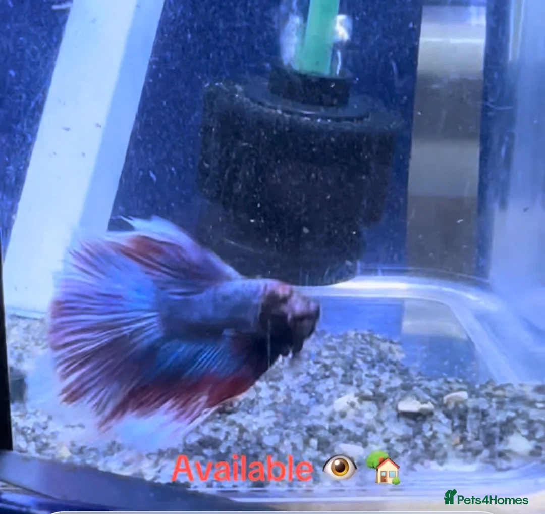 Bettas fish for sale: Male Betta  - Advert 1