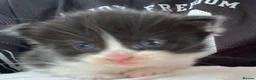 Mixed Breed cats for sale: Kittens looking for forever homes - Advert 7