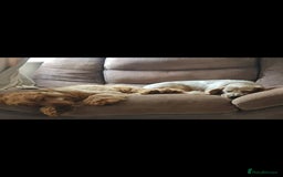 Cocker Spaniel dogs for sale: 3 boy Golden Cocker Spaniel puppies  - Image 11