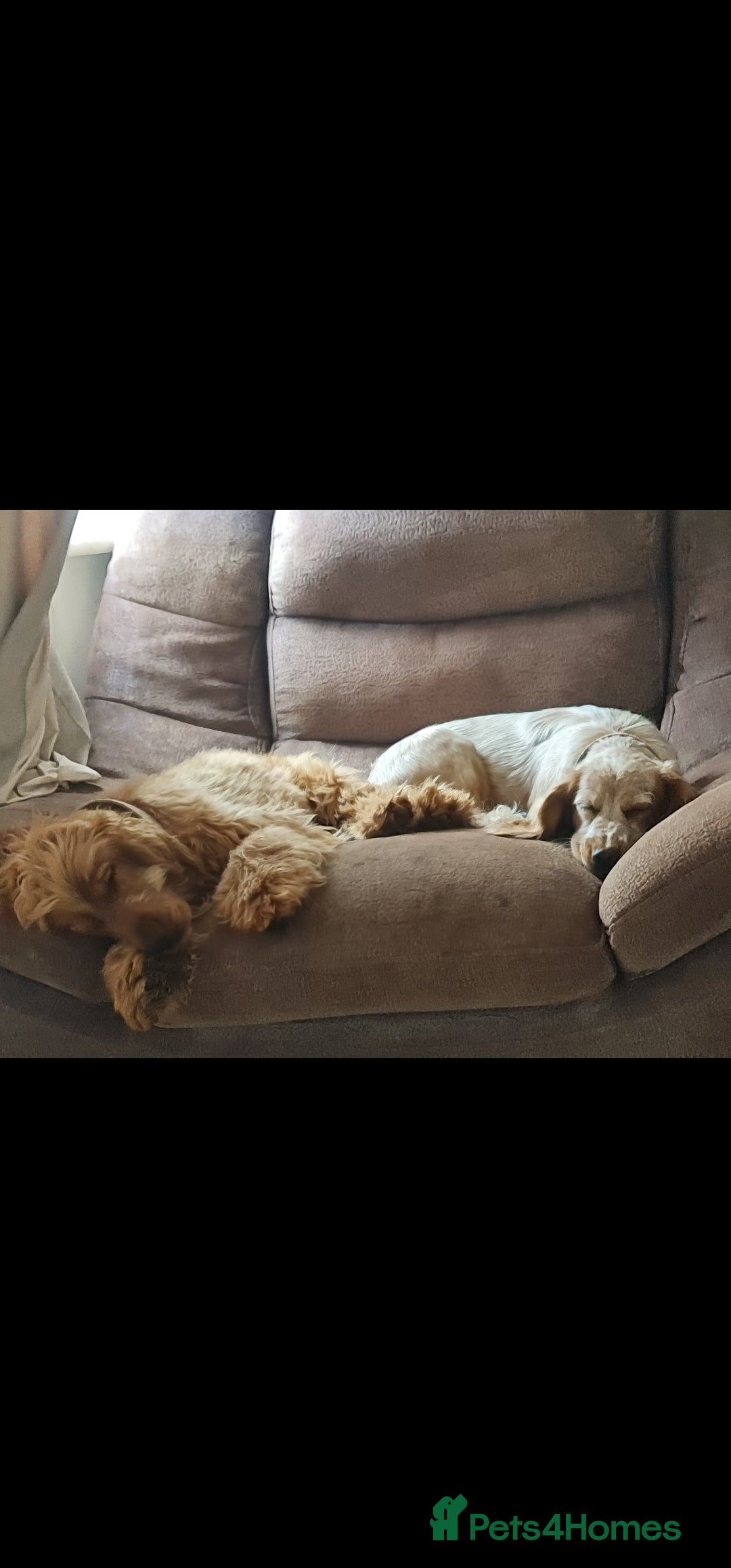 Cocker Spaniel dogs for sale: 3 boy Golden Cocker Spaniel puppies  - Image 11