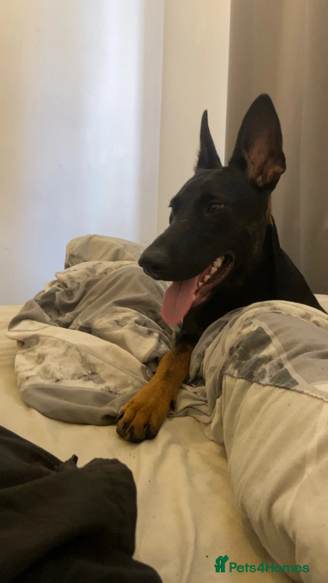 Mixed Breed dogs for sale: Kong🐾 9 month Belgian mal x dobermann x gsd in Liverpool - Advert 2