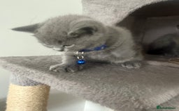 British Shorthair cats for sale: 8 week old British shorthair  - Image 7