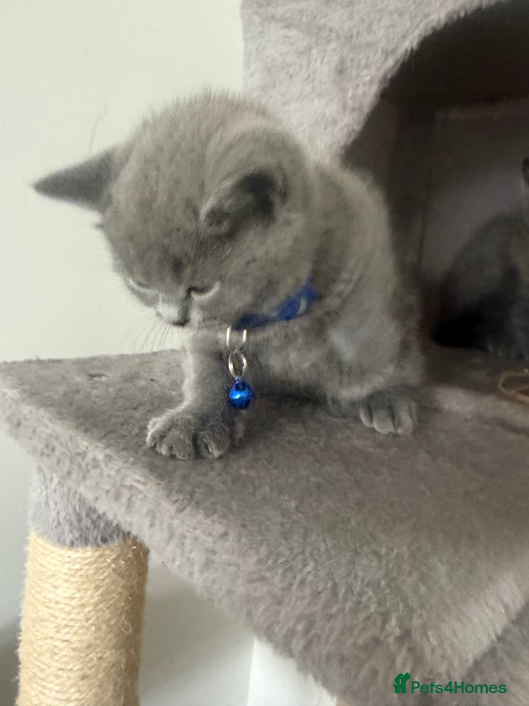 British Shorthair cats for sale: 8 week old British shorthair  - Image 7