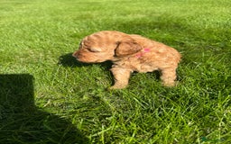 Miniature Poodle dogs for sale: KC registered Miniature Red poodles for Sale - Image 6