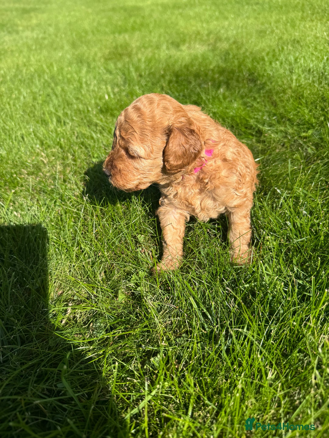 Miniature Poodle dogs for sale: KC registered Miniature Red poodles for Sale - Image 6