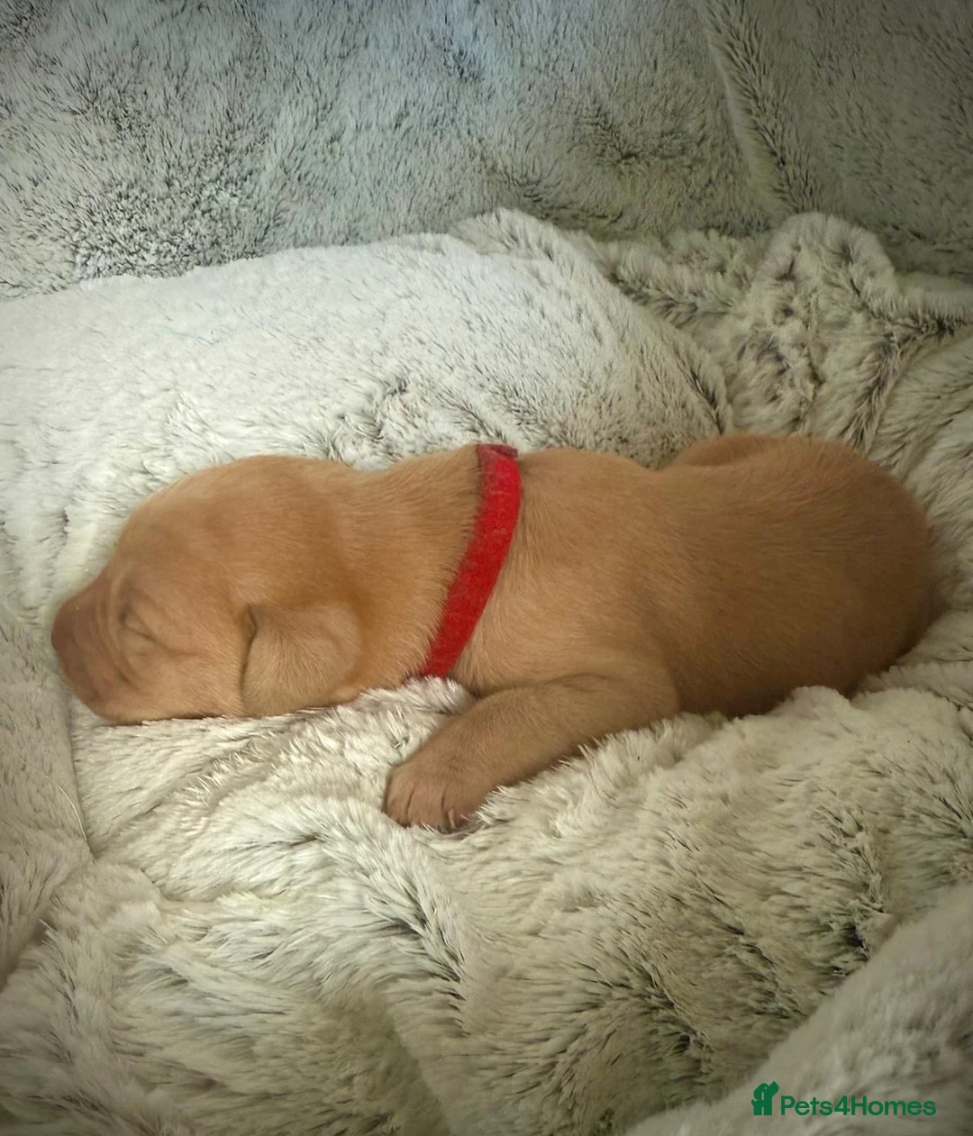 Labrador Retriever dogs for stud: Stunning Fox Red Labrador (Stud) PEDIGREE PROVEN - Advert 28