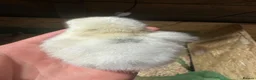 Mixed Breed poultry for sale: Day olds mixed white leghorn and Orpington  - Advert 4
