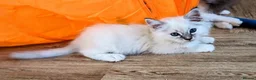 Ragdoll cats for sale: Ready for New Homes. Tortie and tabby ragdolls - Advert 12