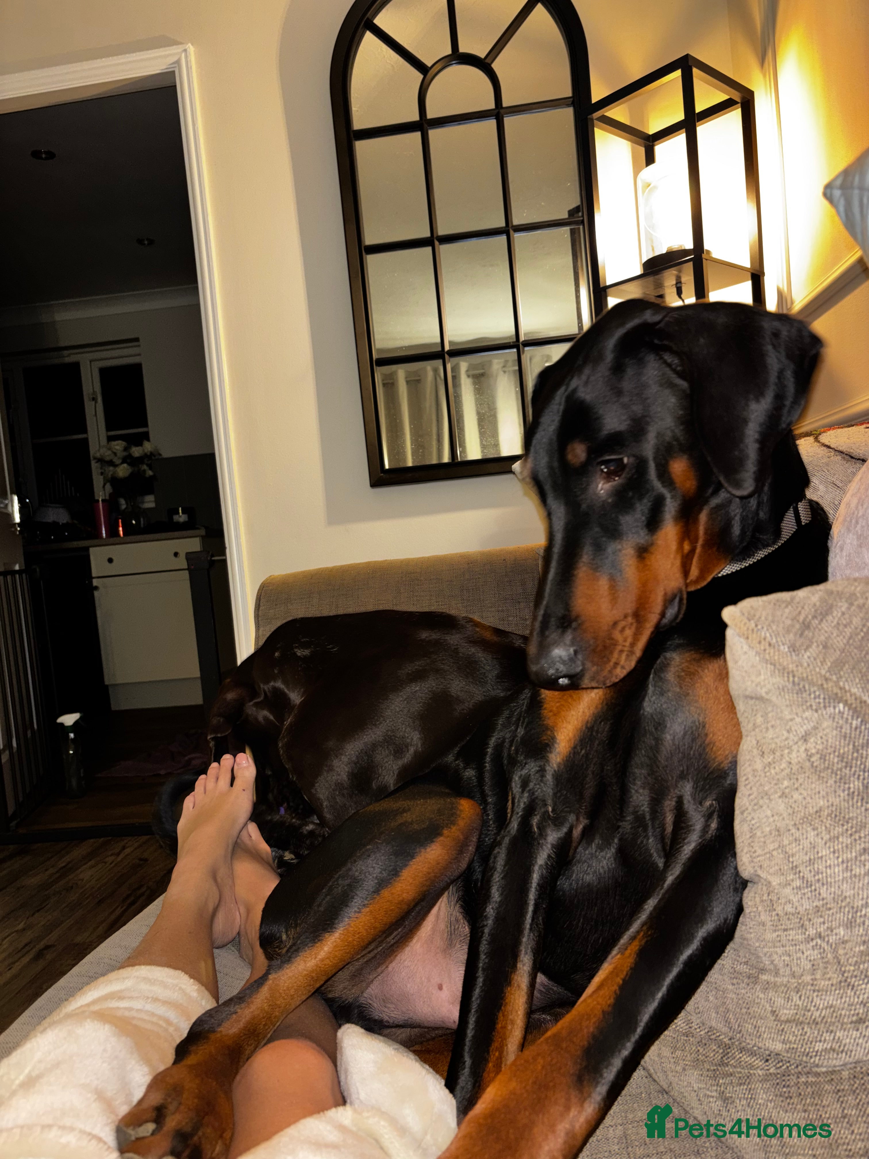 Dobermann dogs Walter - Advert 3